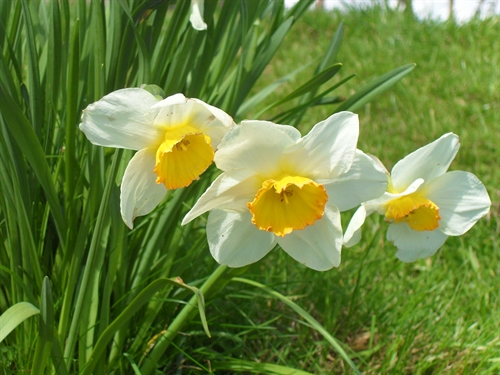 Spring daffodils at Clwydian Wigwams