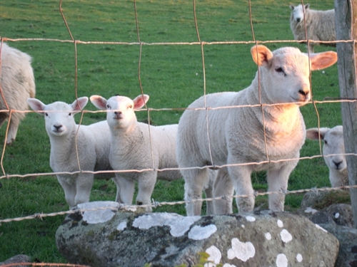 Nosey neighbours