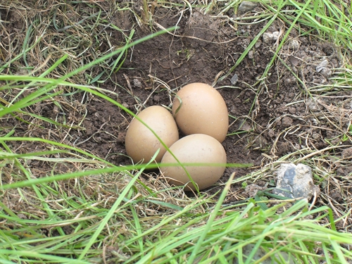 Pheasant nest
