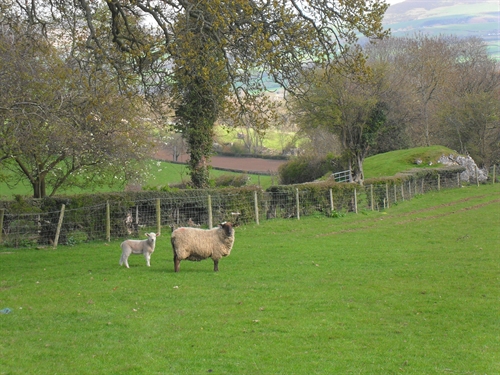 Sheep at Clwydian Wigwams
